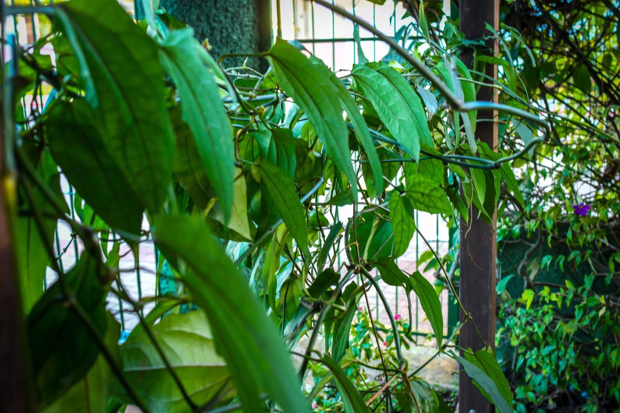 Florianópolis Pousada Natureza酒店 外观 照片